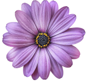 lilac-flower